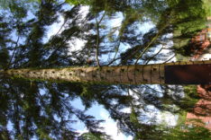 Kletterbaum