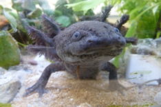 Hobbach_axolotl